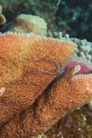 cozumel-372