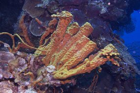 cozumel-373
