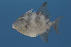cozumel-423