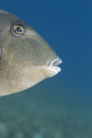 cozumel-424