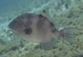 cozumel-427