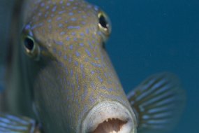 cozumel-429
