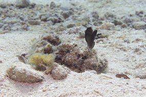 cozumel-442