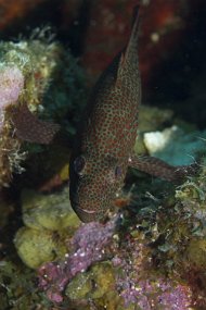 cozumel-463