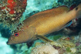 cozumel-465