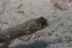 cozumel-488