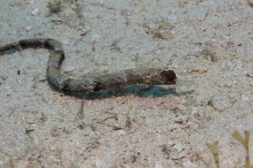 cozumel-492