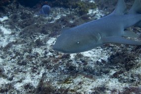 cozumel-501