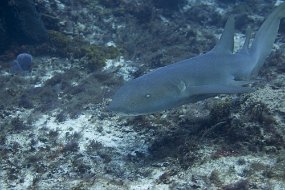 cozumel-502