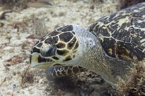 cozumel-509