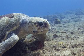 cozumel-514