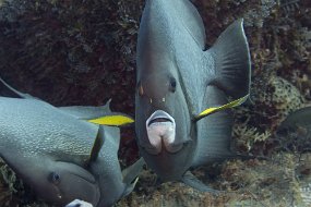 cozumel-515
