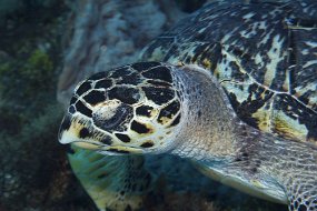 cozumel-517