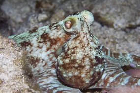 cozumel-522