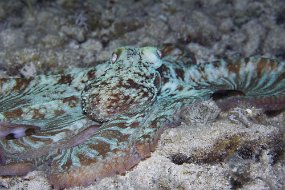 cozumel-523