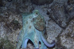 cozumel-533