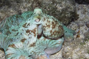 cozumel-534