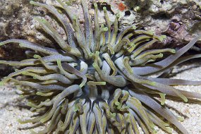 cozumel-547
