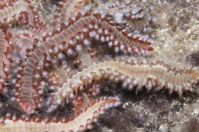 cozumel-551