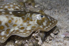 cozumel-558