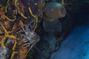 cozumel-593