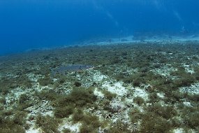 cozumel-599