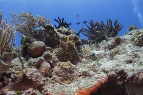 cozumel-601