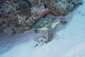cozumel-603