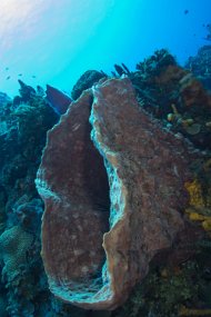 cozumel-615