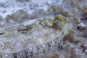 cozumel-658