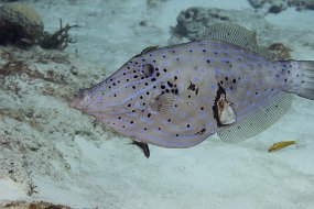 cozumel-703