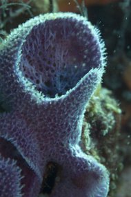 cozumel-709