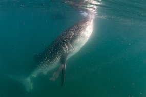 La Paz 2018-25