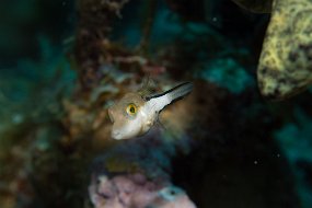 Cayman Islands-113