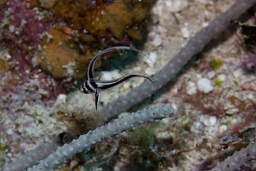 Cayman Islands-115
