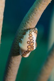 Cayman Islands-117