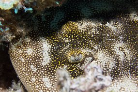 Cayman Islands-121