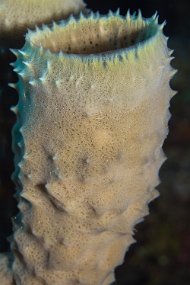 Cayman Islands-134