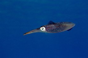 Cayman Islands-148