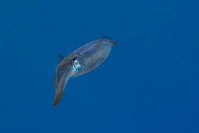 Cayman Islands-153