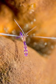 Cayman Islands-16