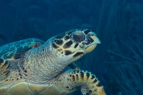 Cayman Islands-163