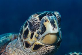 Cayman Islands-165