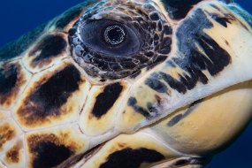 Cayman Islands-166