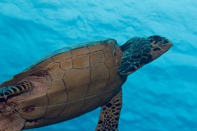 Cayman Islands-167