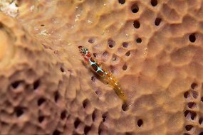 Cayman Islands-175