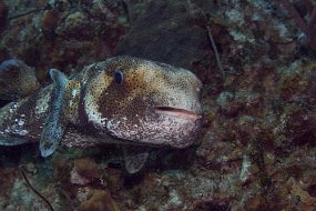 Cayman Islands-208