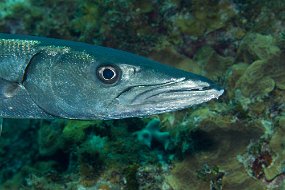 Cayman Islands-226