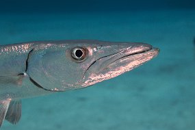Cayman Islands-26