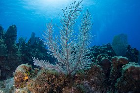 Cayman Islands-307